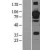 Western Blot: STAT3 Lysate [NBL1-16525] - Western Blot experiments. 
Left-Control; Right -Over-expression Lysate for STAT3